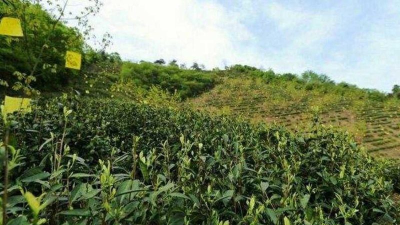 大棚蔬菜植保无人机选型：如何根据实际需求判断型号